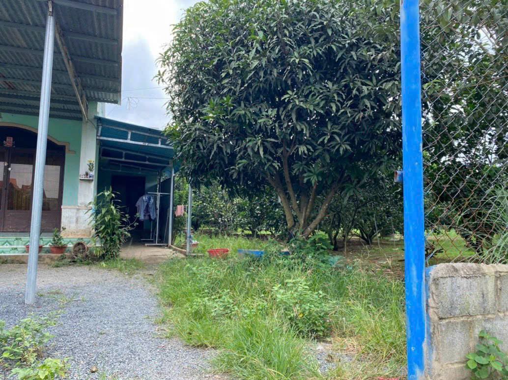 Nhà vườn Thạnh Phú, Vĩnh Cửu – vườn cây ăn trái – ảnh 8
