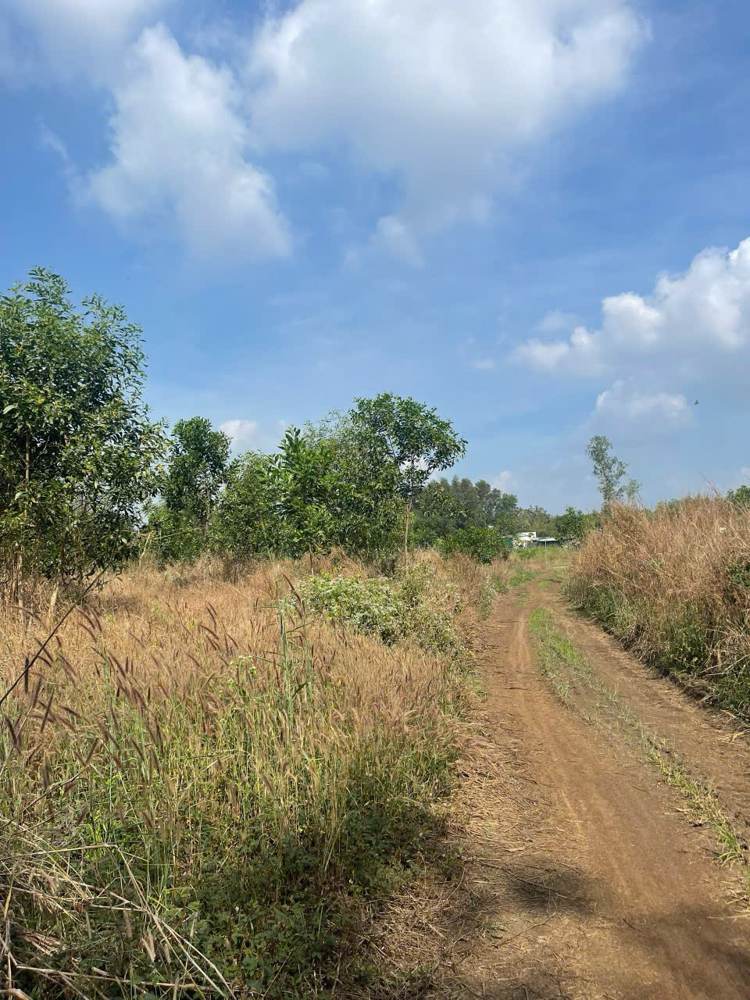 Bán đất – Cẩm Mỹ – ảnh 3