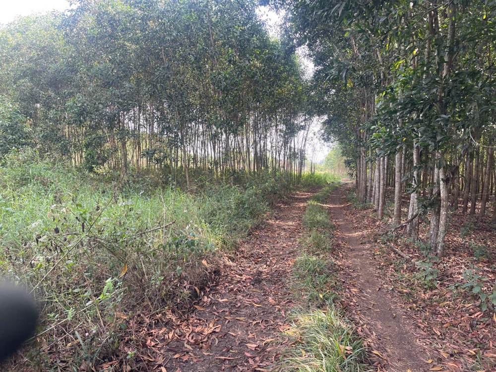 Bán đất – Cẩm Mỹ – ảnh 4